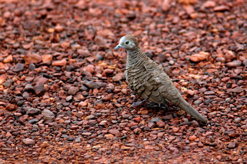 pigeon on the ground