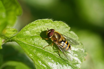 schwebfliege