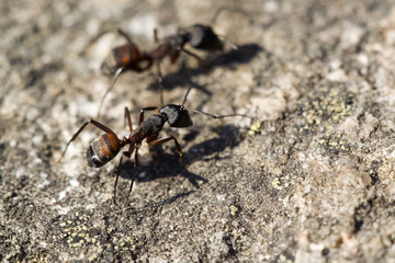 hormigas