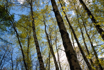 sunlight through spring foliage