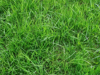 field of fresh green grass