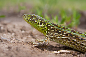 the lizard