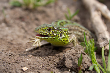 the lizard