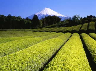 Papier peint adhésif Mont Fuji green tea fields vii