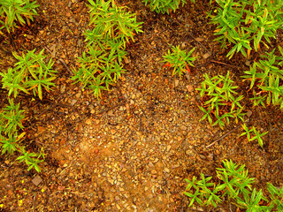 chão molhado com plantas verdes