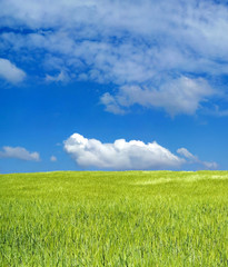 barley field over beautiful blue sky 5