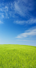 Fototapeta na wymiar barley field over beautiful blue sky 3