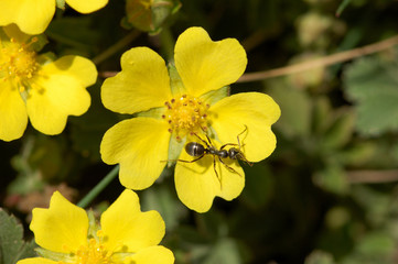 ameise auf der blüte