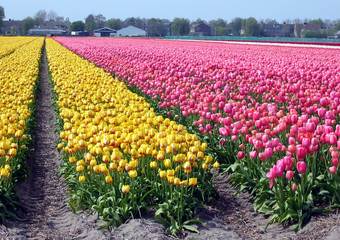 tulipes jaunes et roses