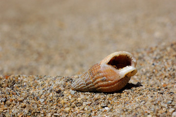 coquillage