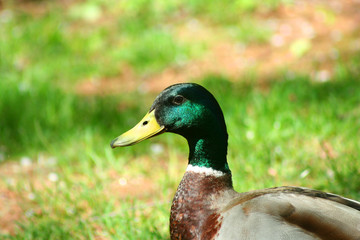 male mallard duck