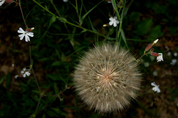 big white dandelion