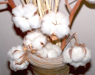 fleurs de coton en vase