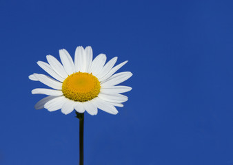 marguerite des prés