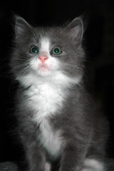 black and white kitten