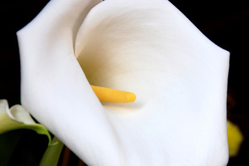 fiore bianco