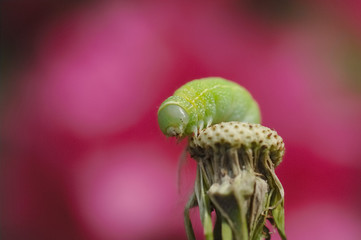 macro caterpillar