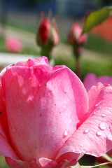 bocciolo di rosa appena bagnato