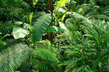Panele Szklane Podświetlane  tropikalna dżungla