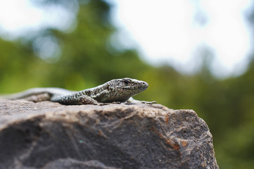 lizard