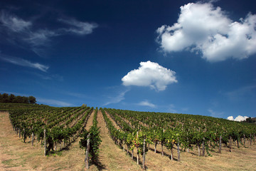 Fototapeta na wymiar tuscan wineyard