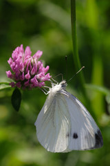 white butterfly