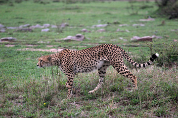 kenya