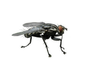 fleischfliege