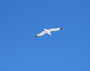 flying white bird