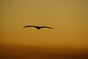 pelican above the orange sunset