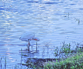 white egret preening at water's edge