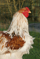 red pile brahma cockerel