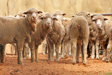 Obraz premium sheep in a row
