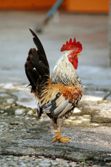 ayam serama