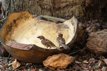 sparrows eating rice