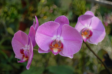 orchids