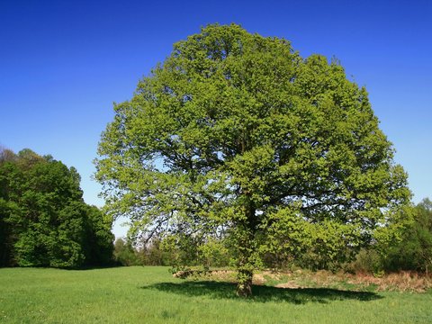 blue sky and tree-oak