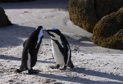 penguins love in b&w