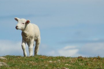 Obraz premium lamm auf der deichkrone