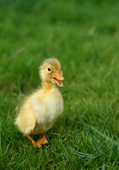 cute little duckling