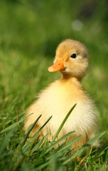 cute little duckling