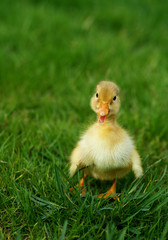 cute little duckling