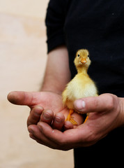 duck held in hands