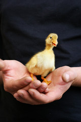 duck held in hands