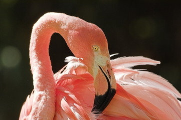 flamant rose flamand