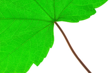 green leaf and stem