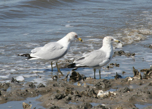 sea gull  gathering at shore