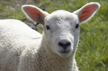 lamb © MARK BOND