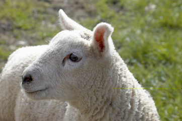 lamb