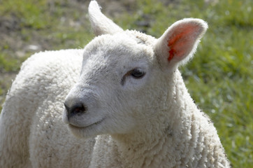 lamb